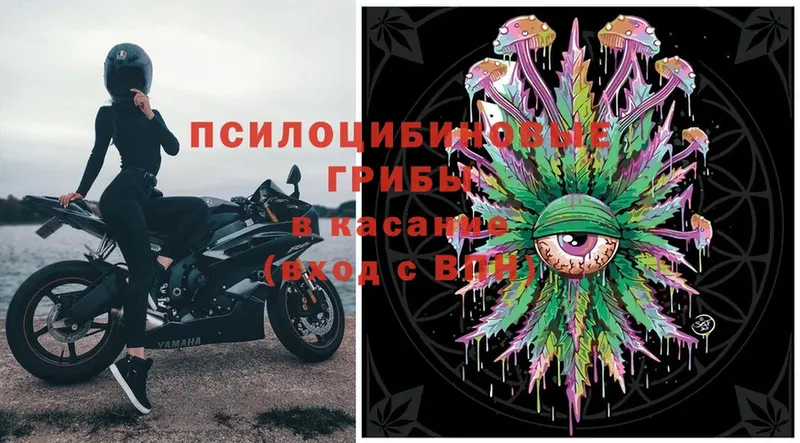 Псилоцибиновые грибы Psilocybe  гидра tor  Куртамыш  где продают  